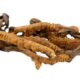 cordyceps